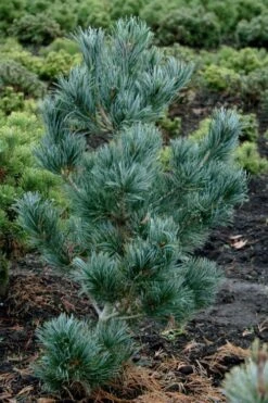 Japanese White Pine (Pinus Parviflora 'Glauca') - 5 Gallon Pot -Plantify Shop pinus parviflora glauca japanese white pine 4