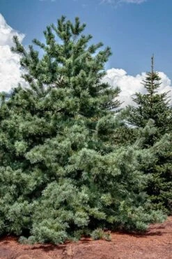 Japanese White Pine (Pinus Parviflora 'Glauca') - 5 Gallon Pot -Plantify Shop pinus parviflora glauca japanese white pine 5