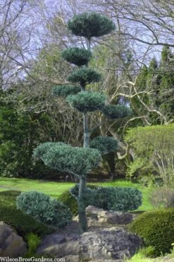 Japanese White Pine (Pinus Parviflora 'Glauca') - 5 Gallon Pot -Plantify Shop pinus parviflora glauca japanese white pine 6