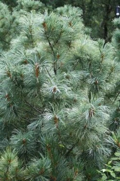 Japanese White Pine (Pinus Parviflora 'Glauca') - 5 Gallon Pot -Plantify Shop pinus parviflora glauca japanese white pine 8