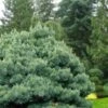 Blue Shag Eastern White Pine - 3 Gallon Pot -Plantify Shop pinus strobus blue shag eastern white pine 11 2