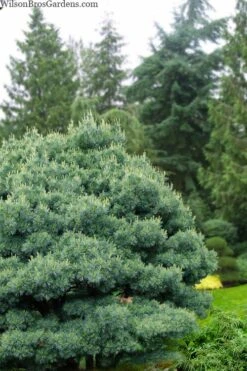 Blue Shag Eastern White Pine - 2.5 Gallon Pot