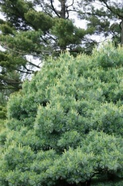 Blue Shag Eastern White Pine (Single Trunk Topiary) - 3 Gallon Pot -Plantify Shop pinus strobus blue shag eastern white pine 12 3