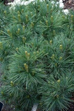 Blue Shag Eastern White Pine (Single Trunk Topiary) - 3 Gallon Pot -Plantify Shop pinus strobus blue shag eastern white pine 13 3