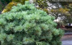 Blue Shag Eastern White Pine - 1 Gallon Pot -Plantify Shop pinus strobus blue shag eastern white pine 3 1