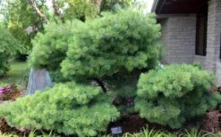 Blue Shag Eastern White Pine - 1 Gallon Pot -Plantify Shop pinus strobus blue shag eastern white pine 4 1
