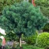 Blue Shag Eastern White Pine (Single Trunk Topiary) - 3 Gallon Pot -Plantify Shop pinus strobus blue shag white pine topiary tree 1