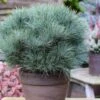 Sea Urchin Miniature Eastern White Pine - 2 Gallon Pot -Plantify Shop pinus strobus sea urchin dwarf eastern white pine 1