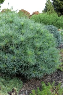 Sea Urchin Miniature Eastern White Pine - 2 Gallon Pot -Plantify Shop pinus strobus sea urchin dwarf eastern white pine 4