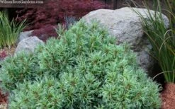 Vercurve Eastern White Pine (Pinus Strobus) - 3 Gallon Pot -Plantify Shop pinus strobus vercurve twisted needle dwarf eatern white pine 6