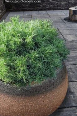 Wiggles Eastern White Pine (Pinus Strobus) - 3 Gallon Pot -Plantify Shop pinus strobus wiggles eastern white pine 3