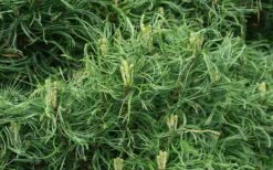 Wiggles Eastern White Pine (Single Trunk Topiary Tree) - 3 Gallon Pot -Plantify Shop pinus strobus wiggles eastern white pine 4