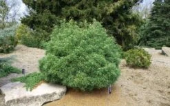 Wiggles Eastern White Pine (Pinus Strobus) - 3 Gallon Pot -Plantify Shop pinus strobus wiggles eastern white pine 5