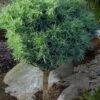Wiggles Eastern White Pine (Single Trunk Topiary Tree) - 3 Gallon Pot -Plantify Shop pinus strobus wiggles eastern white pine 50