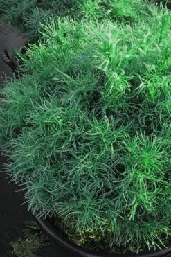 Wiggles Eastern White Pine (Pinus Strobus) - 3 Gallon Pot -Plantify Shop pinus strobus wiggles eastern white pine 6