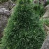 Green Penguin Scots Pine (Pinus Sylvestris) - 2 Gallon Pot -Plantify Shop pinus sylvestris green penguin dwarf scots pine 3