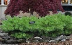 Hillside Creeper Scotch Pine (Pinus Sylvestris) - 6 Gallon Pot -Plantify Shop pinus sylvestris hillside creeper 3 1