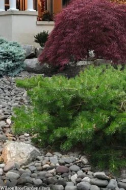 Hillside Creeper Scotch Pine (Pinus Sylvestris) - 3 Gallon Pot -Plantify Shop pinus sylvestris hillside creeper 4