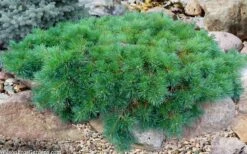 Hillside Creeper Scotch Pine (Pinus Sylvestris) - 3 Gallon Pot -Plantify Shop pinus sylvestris hillside creeper 5
