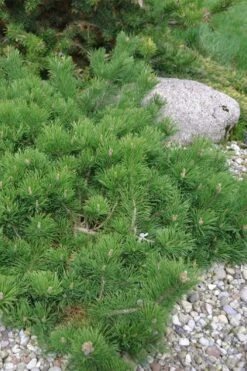 Hillside Creeper Scotch Pine (Pinus Sylvestris) - 6 Gallon Pot