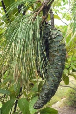 Zebrina Himalayan Pine (Pinus Wallichiana) - 5 Gallon Pot -Plantify Shop pinus wallichiana zebrina himalayan pine 10