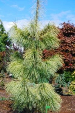 Zebrina Himalayan Pine (Pinus Wallichiana) - 5 Gallon Pot -Plantify Shop pinus wallichiana zebrina himalayan pine 4