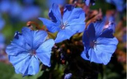 Hardy Blue Plumbago (Ceratostigma Plumbaginoides) - 5 Pack Of Quart Pots -Plantify Shop plumbago hardy blue perennial