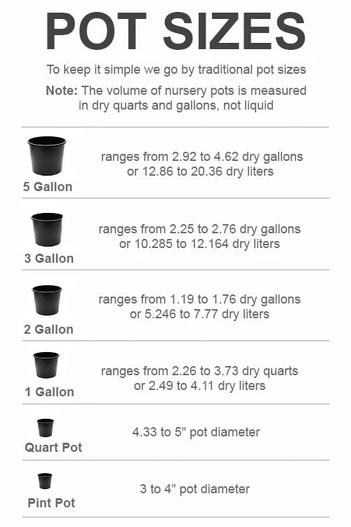 Fudingzhu Fragrant White Tea Olive (Osmanthus Fragrans) - 3 Gallon Pot 4 Fudingzhu Fragrant White Tea Olive (Osmanthus Fragrans) - 3 Gallon Pot - Image 2