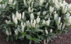 Zabel Laurel (Prunus Laurocersasus 'Zabeliana') - 6 Pack Of 1 Gallon Pots -Plantify Shop prunus laurocerasus zabeliana zabel cherry laurel 1