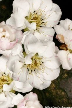 Fragrant Snow Japanese Flowering Apricot (Prunus Mume) - 3 Gallon Pot -Plantify Shop prunus mume fragrant snow japanese flowering apricot 10