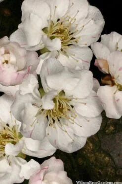 Fragrant Snow Japanese Flowering Apricot (Prunus Mume) - 3 Gallon Pot -Plantify Shop prunus mume fragrant snow japanese flowering apricot 2