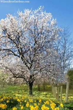 Fragrant Snow Japanese Flowering Apricot (Prunus Mume) - 3 Gallon Pot -Plantify Shop prunus mume fragrant snow japanese flowering apricot 7