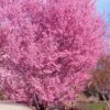 Okame Pink Flowering Cherry Tree - 5 Gallon Pot -Plantify Shop prunus okame flowering cherry 10