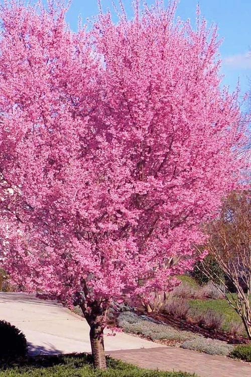 Okame Pink Flowering Cherry Tree - 5 Gallon Pot 3 Okame Pink Flowering Cherry Tree - 5 Gallon Pot