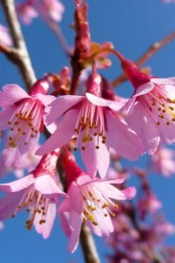 Okame Pink Flowering Cherry Tree - 5 Gallon Pot 11 Okame Pink Flowering Cherry Tree - 5 Gallon Pot -Plantify Shop prunus okame flowering cherry 4