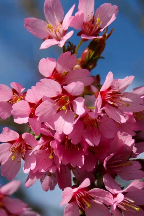 Okame Pink Flowering Cherry Tree - 5 Gallon Pot 7 Okame Pink Flowering Cherry Tree - 5 Gallon Pot - Image 5