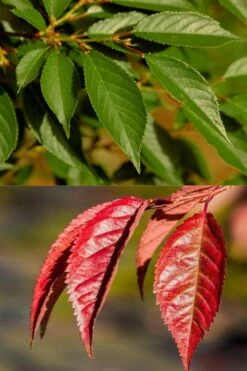 Okame Pink Flowering Cherry Tree - 5 Gallon Pot 13 Okame Pink Flowering Cherry Tree - 5 Gallon Pot -Plantify Shop prunus okame flowering cherry 7