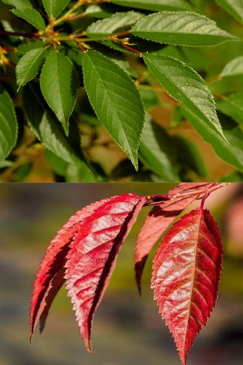 Okame Pink Flowering Cherry Tree - 5 Gallon Pot 8 Okame Pink Flowering Cherry Tree - 5 Gallon Pot - Image 6