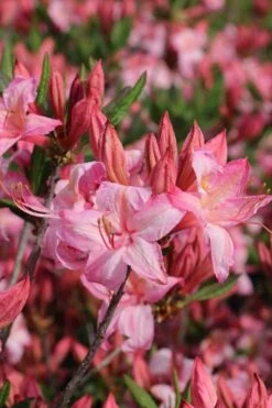 Candy Lights Cold Hardy Azalea (Rhododendron) - 3 Gallon Pot -Plantify Shop rhododendron candy lights azalea 10