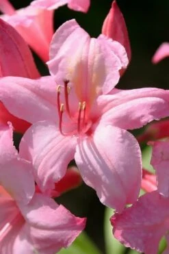 Candy Lights Cold Hardy Azalea (Rhododendron) - 3 Gallon Pot -Plantify Shop rhododendron candy lights azalea 7