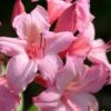 Candy Lights Cold Hardy Azalea (Rhododendron) - 3 Gallon Pot -Plantify Shop rhododendron candy lights azalea 8