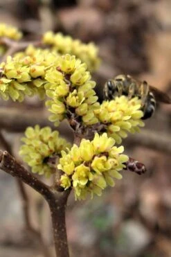 Fragrant Sumac (Rhus Aromatica) - 1 Gallon Pot -Plantify Shop rhus aromatica fragrant sumac 2