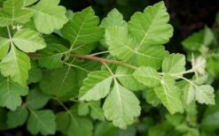 Fragrant Sumac (Rhus Aromatica) - 1 Gallon Pot -Plantify Shop rhus aromatica fragrant sumac 5