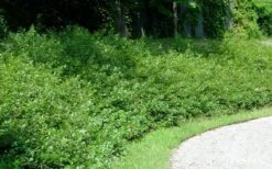 Fragrant Sumac (Rhus Aromatica) - 1 Gallon Pot -Plantify Shop rhus aromatica fragrant sumac 7