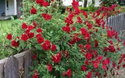 Red Cascade Miniature Climbing Rose - 2.5 Quart Pot -Plantify Shop rosa red cascade rose 100