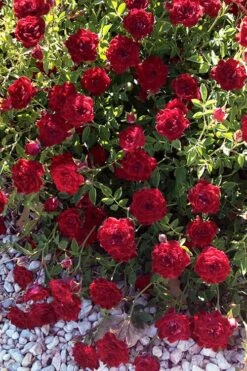 Red Cascade Miniature Climbing Rose - 2.5 Quart Pot -Plantify Shop rosa red cascade rose 101
