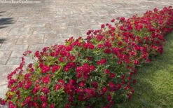 Red Drift Groundcover Rose - 1 Gallon Pot -Plantify Shop rosa red drift dwarf rose 100