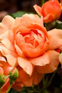 At Last Rose - 3 Gallon Pot -Plantify Shop rose at last 3