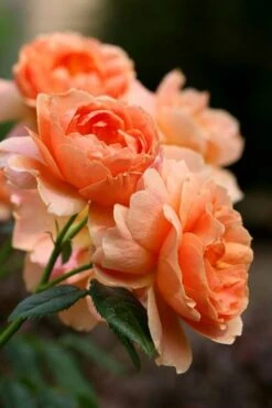 At Last Rose - 3 Gallon Pot -Plantify Shop rose at last 4