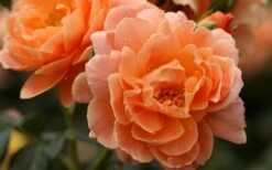 At Last Rose - 3 Gallon Pot -Plantify Shop rose at last 5